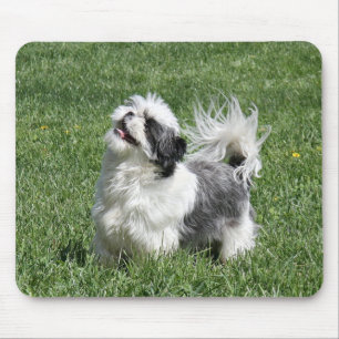 shih tzu playing mouse pad