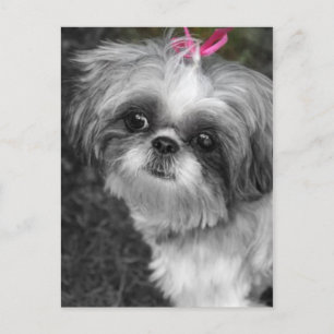 Shih Tzu Post Card