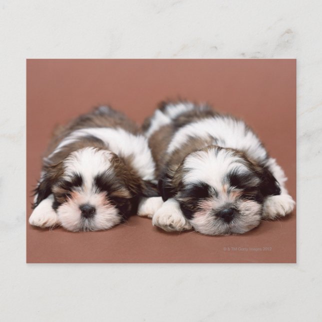 Shih Tzu Postcard (Front)
