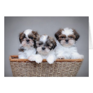 Shih Tzu puppies