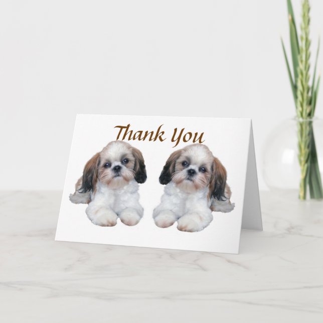 Shih Tzu Puppies Thank You Card (Front)