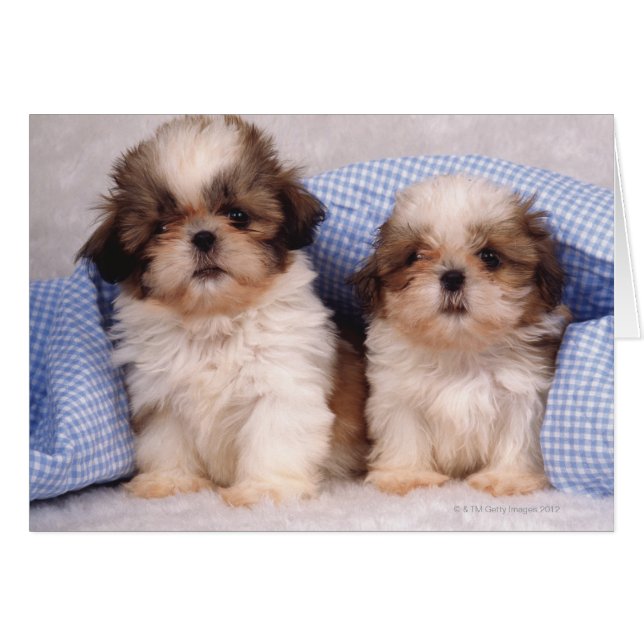 Shih Tzu puppies under a checked blanket (Front Horizontal)