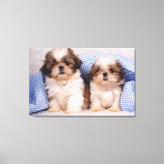 Shih Tzu puppies under a checked blanket Canvas Print
