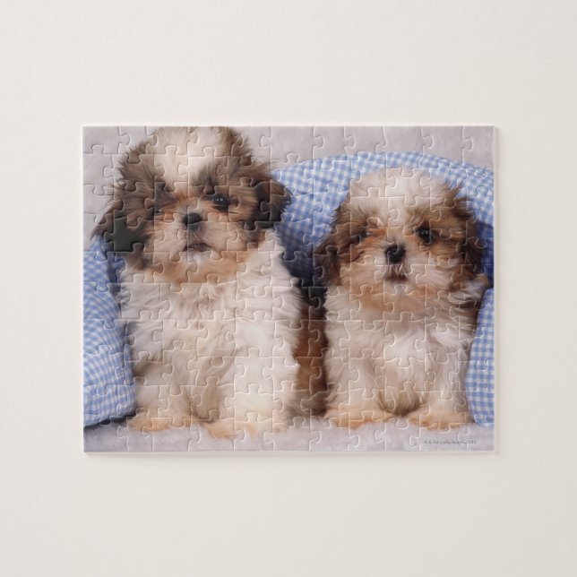 Shih Tzu puppies under a checked blanket Jigsaw Puzzle (Horizontal)