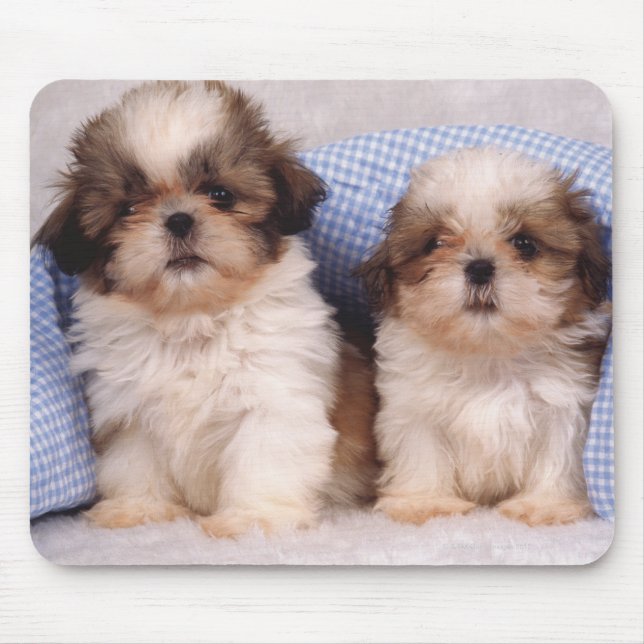 Shih Tzu puppies under a checked blanket Mouse Pad (Front)