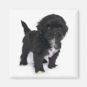 Shih Tzu Puppy Dog Black And White Shihtzu Magnet
