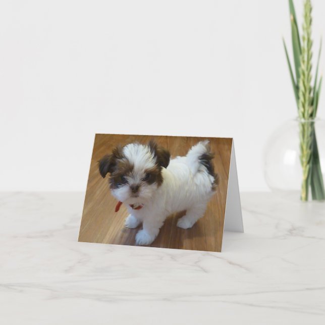 Shih Tzu Puppy Notecards (Front)