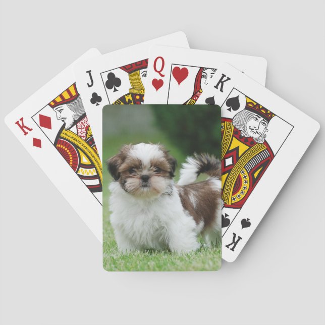 Shih tzu puppy playing cards (Back)