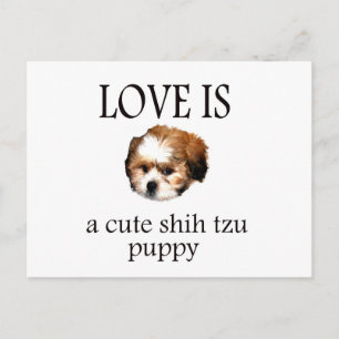 Shih Tzu Puppy Postcard