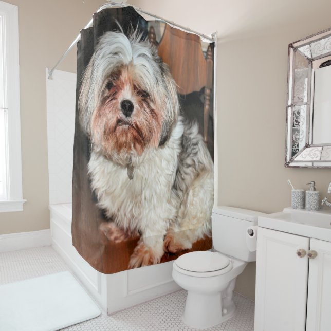 Shih Tzu Shower Curtain (In Situ)