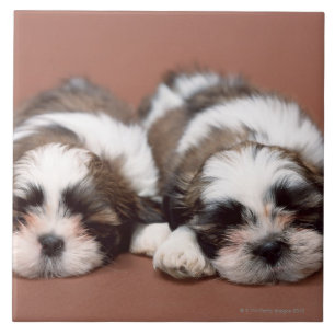 Shih Tzu Tile