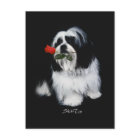 Shih Tzu With Rose