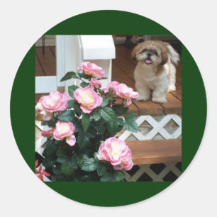 Shih Tzu with Spring Flowers Classic Round Sticker