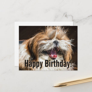 Shih tzu yawning laughing funny Happy birthday  Postcard