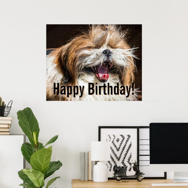 Shih tzu yawning laughing funny Happy birthday  Poster (Home Office)
