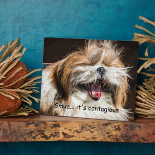 Shih tzu yawning laughing smile text customise plaque