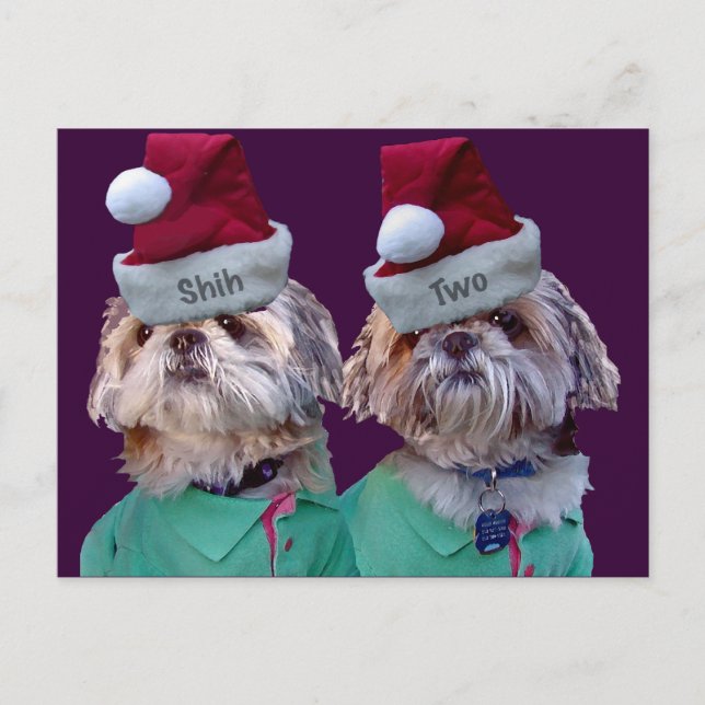 Shih Tzues Shih Two Christmas Greeting Card (Front)