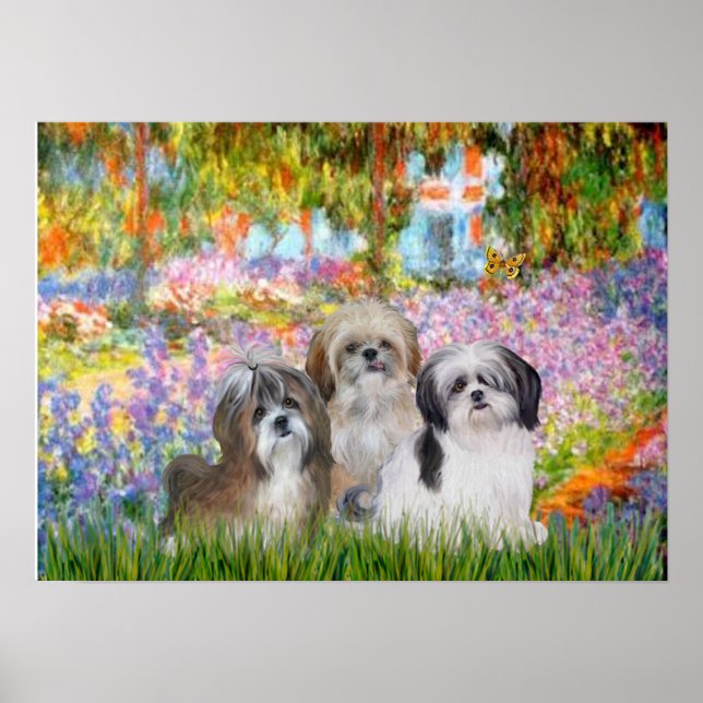 Shih Tzus (three) -  Garden Poster (Front)