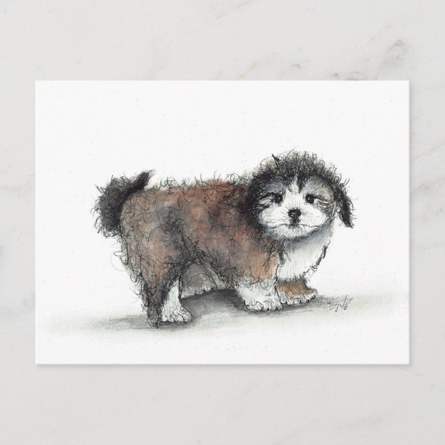 Shihtzu Puppy Dog, Pet Postcard (Front)