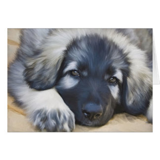 Shiloh Shepherd