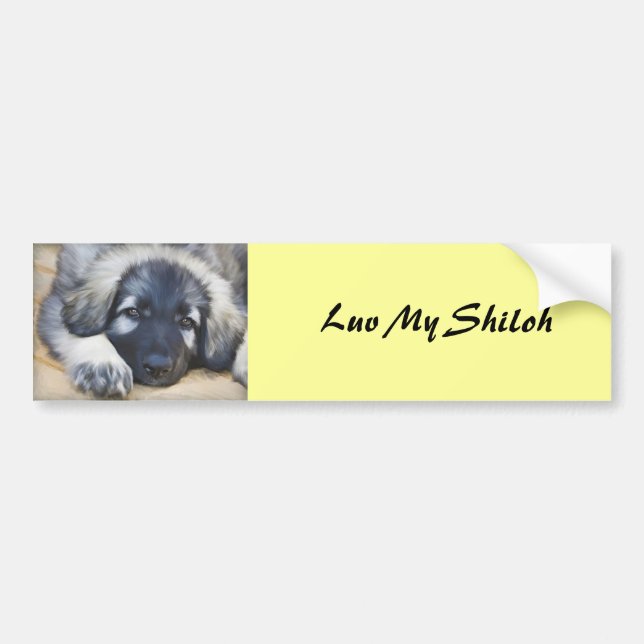 Shiloh Shepherd Bumper Sticker (Front)