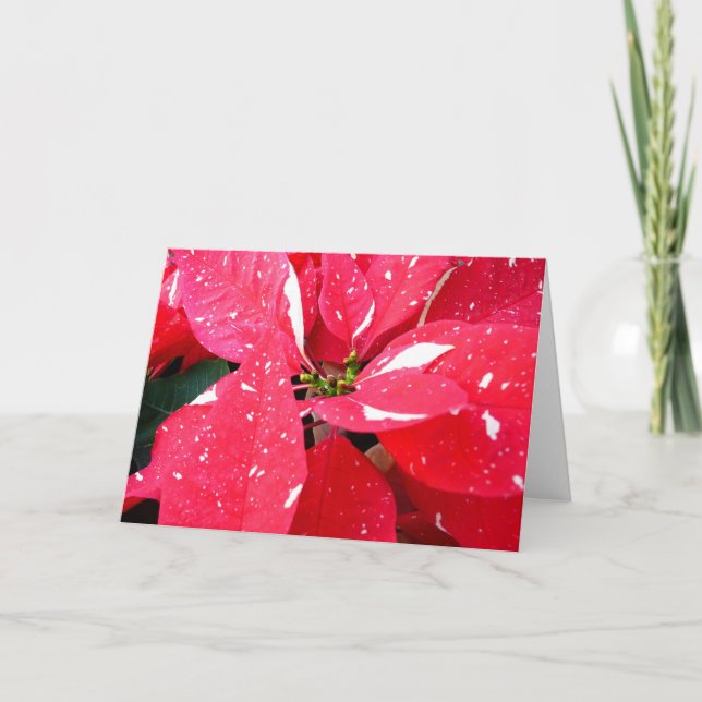 Shimmer Star Surprise Poinsettia Holiday Floral Card (Front)