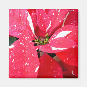 Shimmer Star Surprise Poinsettia Holiday Floral Magnet