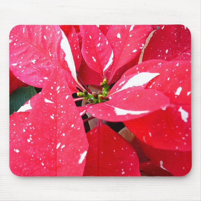 Shimmer Star Surprise Poinsettia Holiday Floral Mouse Pad (Front)
