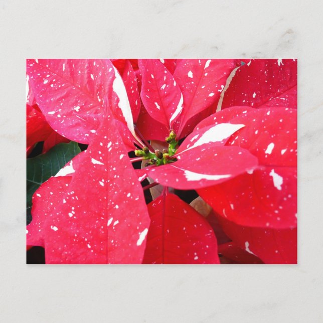 Shimmer Star Surprise Poinsettia Holiday Floral Postcard (Front)