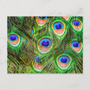 Shimmering Peacock Feathers Postcard