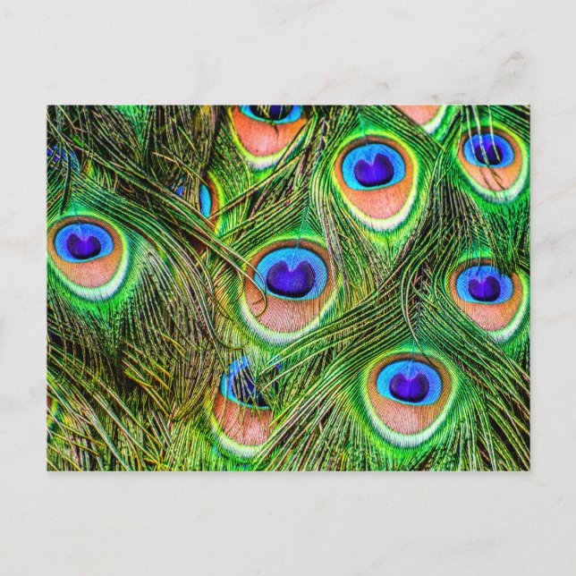 Shimmering Peacock Feathers Postcard (Front)