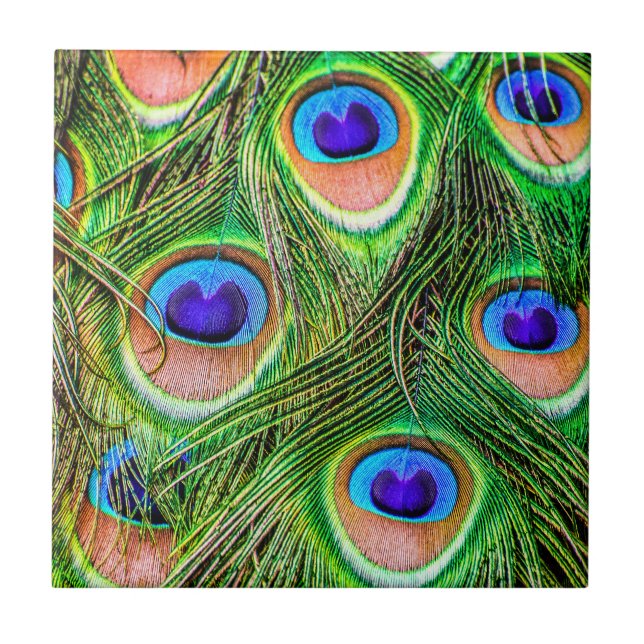 Shimmering Peacock Feathers Tile (Front)