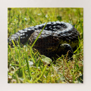 Shingleback Lizard On Grass, Jigsaw Puzzle