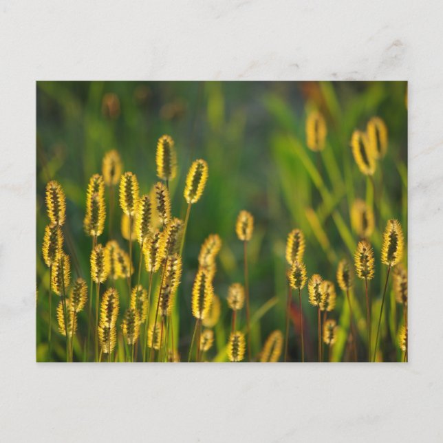 Shining Grass - Postcard (Front)