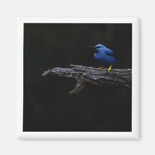 Shining Honeycreeper Magnet