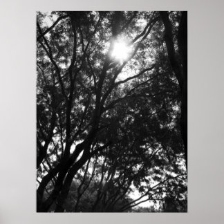 Shining into the Trees Poster