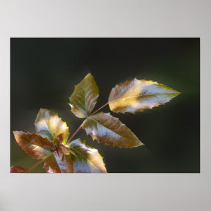 shining leaves poster