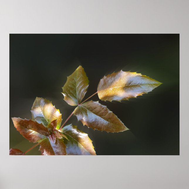 shining leaves poster (Front)