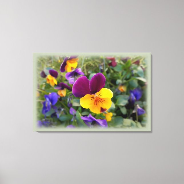 Shining pansies canvas print (Front)
