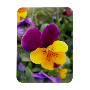 Shining pansies magnet