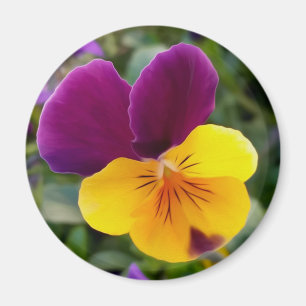 Shining pansies magnet