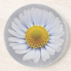 shining white daisy coaster