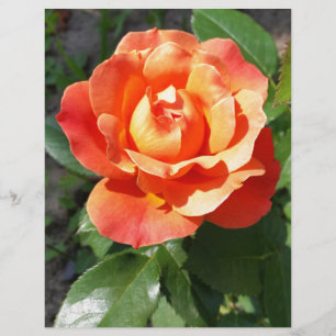 shining yellow rose