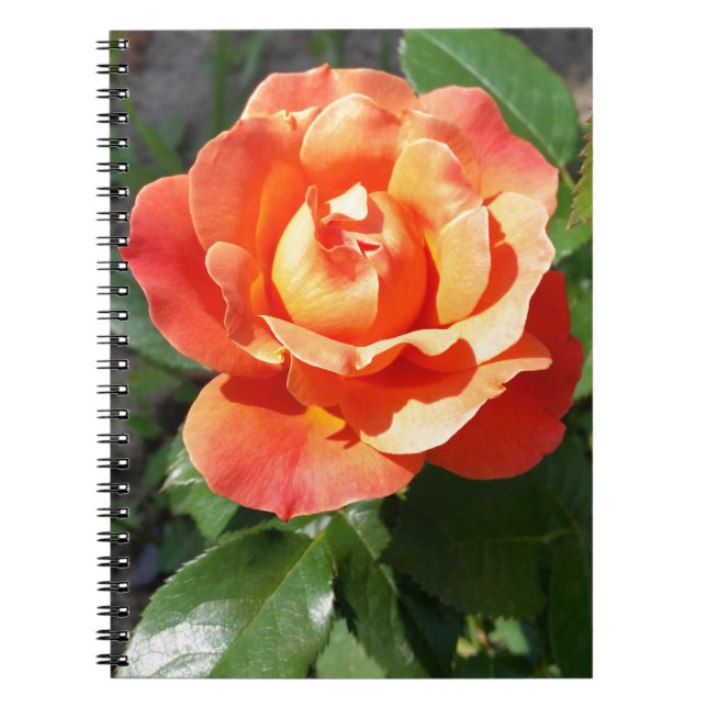 shining yellow rose spiral notebook (Front)