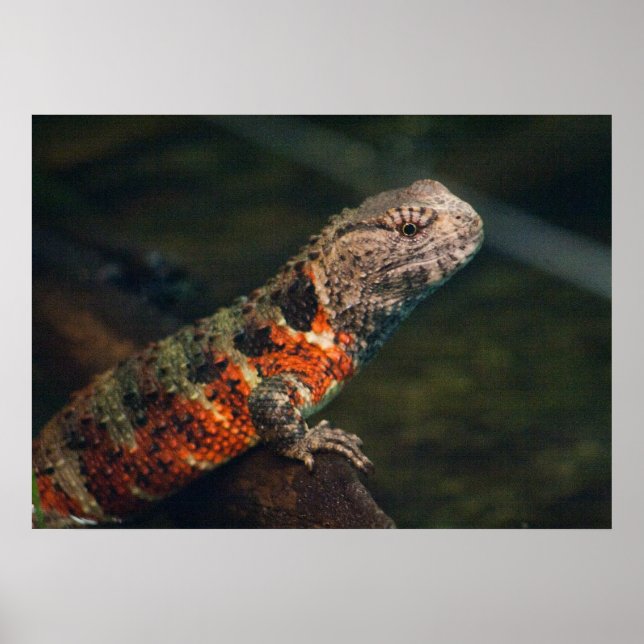 Shinisaurus crocodilurus poster (Front)