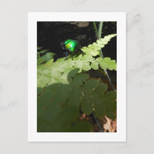 Shiny Beatle postcard (Front)