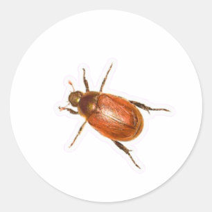 Shiny Golden Brown Chafer Beetle Macro Photograph Classic Round Sticker