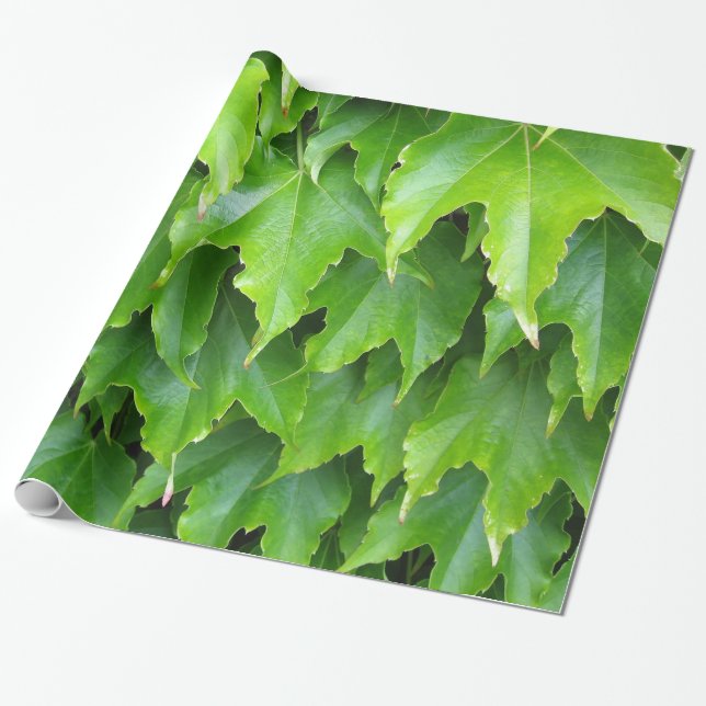 Shiny Green Ivy Leaves Wrapping Paper (Unrolled)