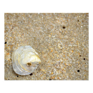 Shiny opal shell on sandy beach close up photo print