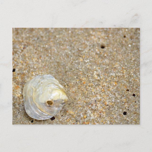 Shiny opal shell on sandy beach close up postcard (Front)
